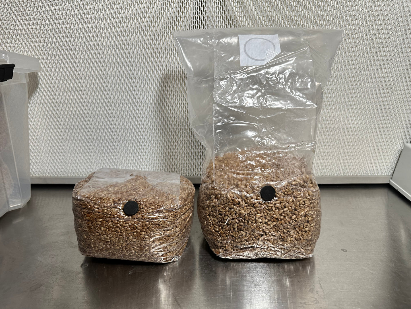3 Pound Bag of Rye Berry