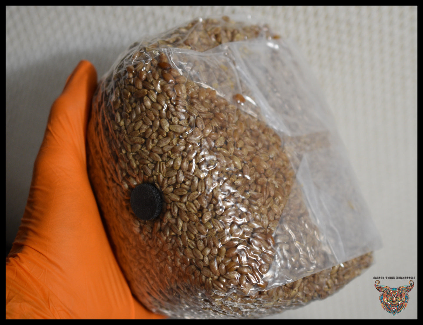 3 Pound Bag of Rye Berry