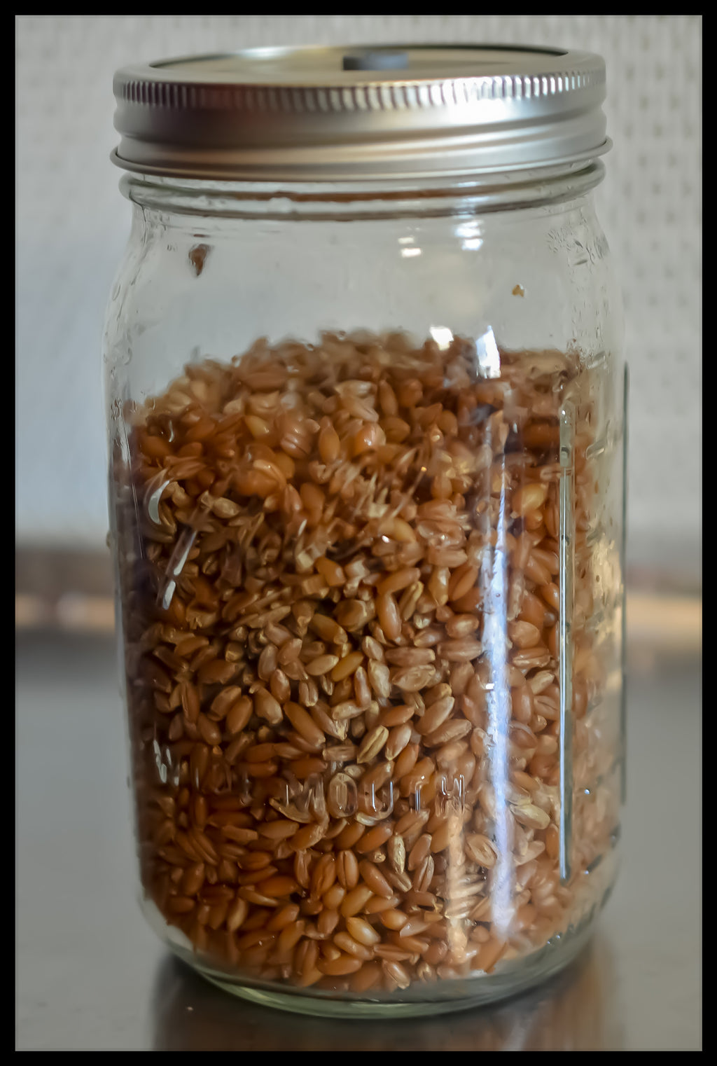 1 Sterilized Jar of Grain