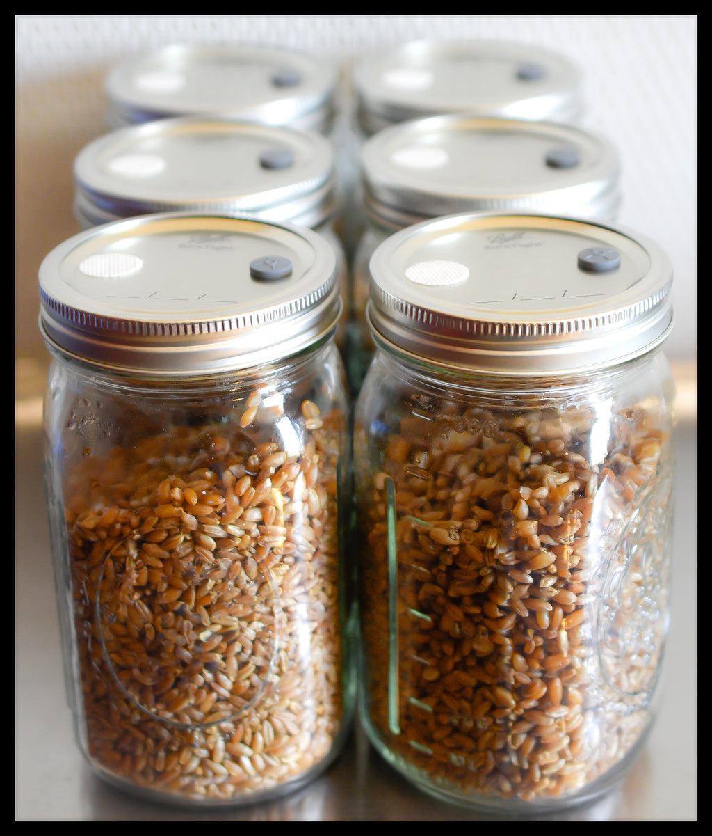 6 Sterilized Jars of Grain